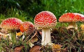 Le champignon est-il un animal ou un végétal ?