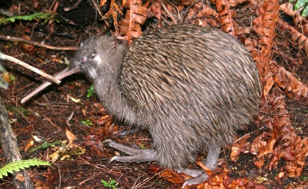 Le kiwi austral est l'emblème de la ?