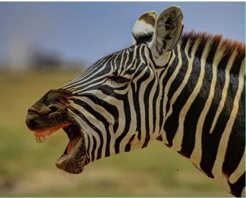2.Zebra pochodzi od ......