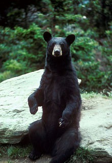 Les ours noirs ont quel genre de comportement ?