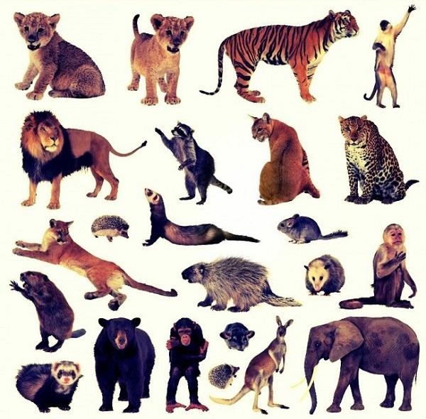 Qual o maior animal terrestre ?
