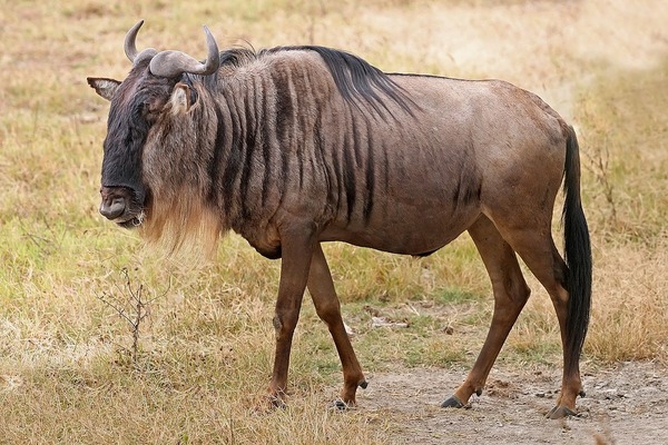 Cet animal, du genre Connochaetes, est reconnaissable à sa tête chevaline. Il présente un pelage gris-marron. Il est appelé nyumbu en swahili.