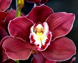 Donnez le nom usuel, le nom botanique et la famille de cette fleur ?
