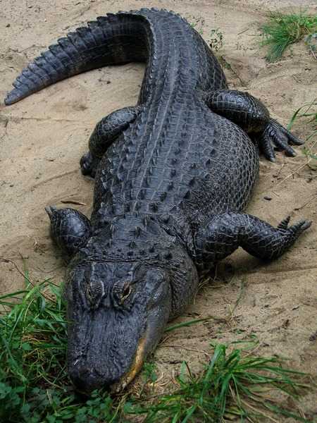 Crocodile ou Alligator ?