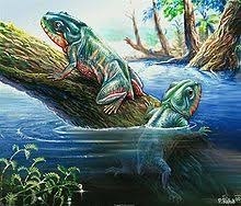 Il y a 350 millions d'années, les amphibiens sont les premiers vertébrés à...