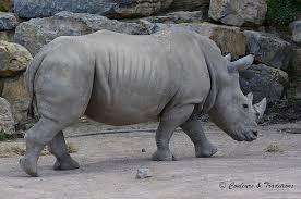 La peau du rhinocéros blanc est de quelle couleur ?