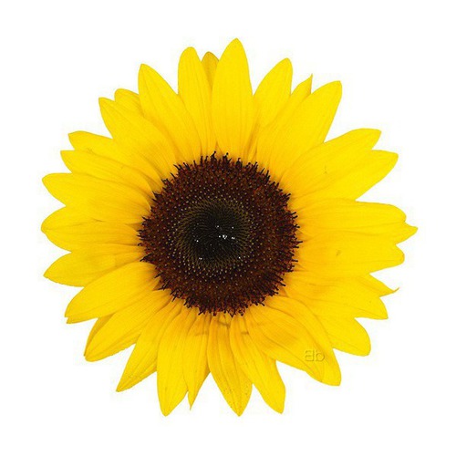 Je suis une fleur jaune, on m'appelle aussi "soleil" :
