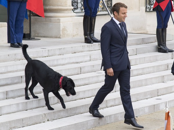 Quel est le nom du chien d'Emmanuel Macron, qui avait uriné sur une cheminée dans l'Élysée ?