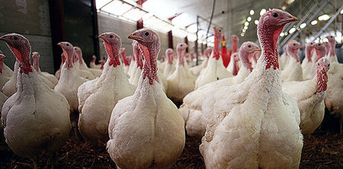 How many turkeys die during Thanksgiving ?