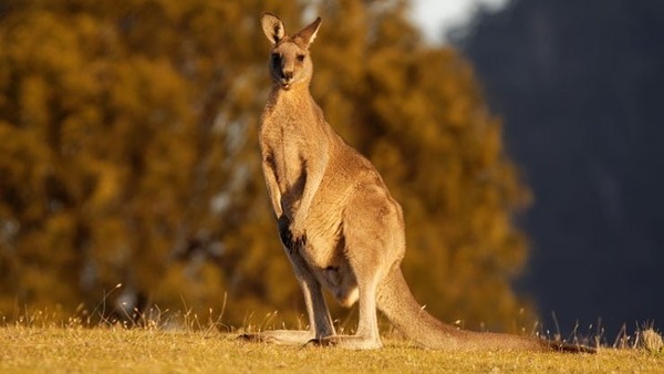 Comment dit-on 'kangourou' en anglais ?