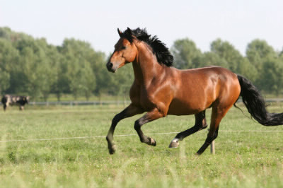 Comment s'appelle l'allure du cheval qui va le plus vite ?
