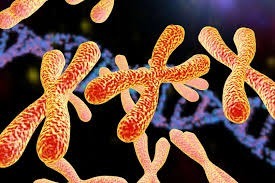 Sciences - Combien de paires de chromosomes possède chaque cellule somatique humaine ?
