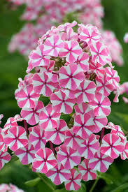 Donnez le nom usuel de cette fleur ?