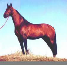 Quel est le nom de ce cheval ?