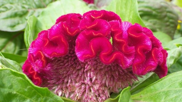Quel est le nom botanique de cette fleur ?