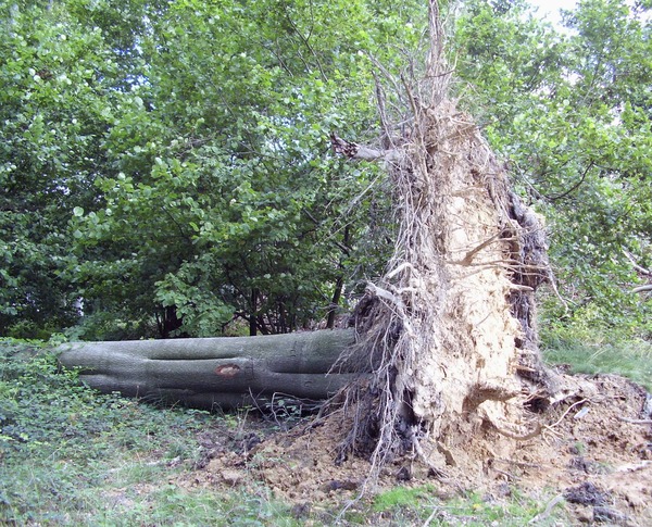 Comment appelle-t-on un arbre déraciné ou rompu par le vent, la foudre, ou encore brisé sous le poids de la neige, du givre ou des ans ?