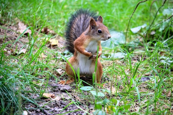Jusqu'à quel âge vit en moyenne un écureuil dans la nature ?