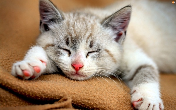 Ile godzin śpią koty?