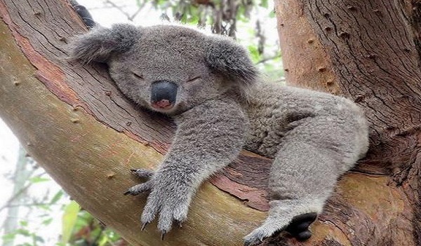 Le koala a une fourrure laineuse marron gris....