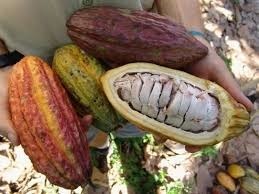 Comment appelle-t-on le fruit du cacaoyer ?