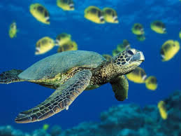Les tortues marines sont présentes dans tous les océans du globe sauf dans 1, lequel ?