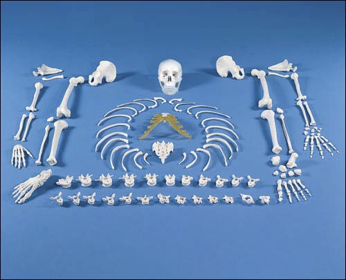 Le squelette humain est composé de 206 os.