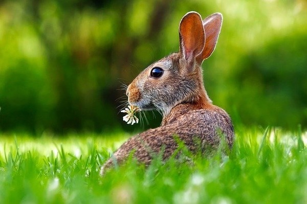Które ze zwierząt symbolizujących Wielkanoc chowa przed dziećmi świąteczne słodycze?