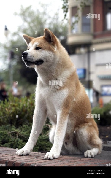 Comment se nomme l'Akita Inu qui est connu pour avoir continué tous les jours à attendre son maître à la gare de Shibuya, jusqu'à sa mort ?
