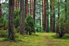 Jak myślisz, jaki procent Polski zajmowały lasy w X wieku ?