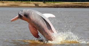 Quel est le 2ème nom du dauphins rose ?