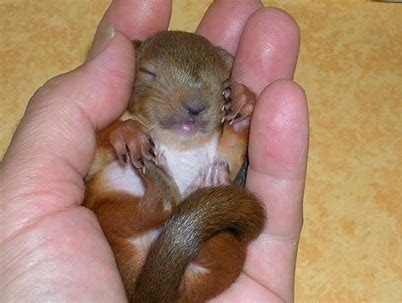 Nom du bébé écureuil :