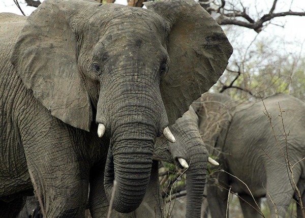 Combien d'espèce d'éléphant africain a-t-il ?