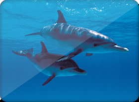 Trouve l'intrus :Le dauphin passe la journée à :