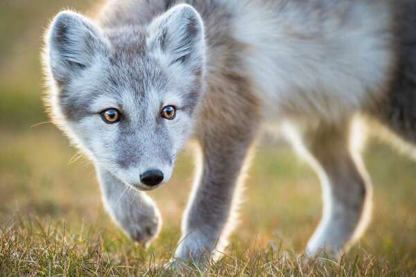 Allez, un peu plus facile, c'est un petit renard, mais lequel ?