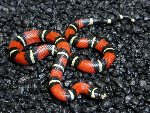 Quel est ce serpent coloré ?