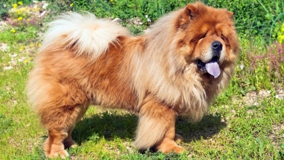 Le chow-chow est un chien originaire de Chine. Quelle est sa particularité ?