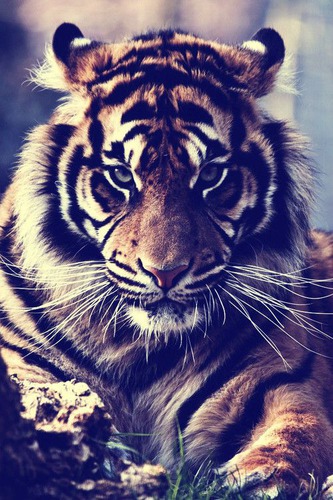 Le tigre et le tigre blanc sont-ils de la même espèce ?.