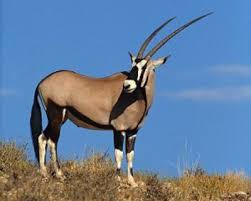 Quel animal ressemble à un oryx ?
