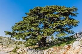 Quel est cet arbre qui fait la fierté d'un pays méditerranéen ?