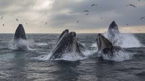 Les baleines à bosse créent parfois autour d'elles un étonnant rideau de bulles d'air. Cette technique leur sert à :