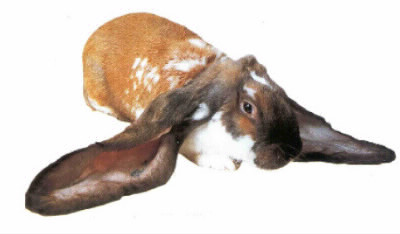 Quelle est la race de lapins béliers qui a les plus longues oreilles ?