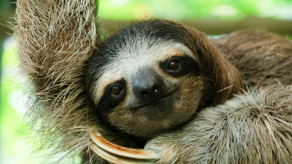 Quel est cet animal ?
