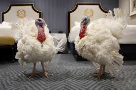 What are the names of two pardoned turkeys 2018 ?