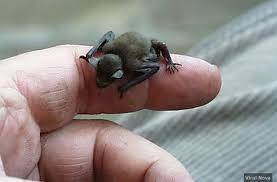 C'est le plus petit mammifère du monde !