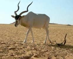 Cette antilope endémique du Sahara, quasiment éteinte à l'état sauvage, est la plus adaptée aux déserts...