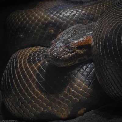C'est le serpent le plus lourd du monde !