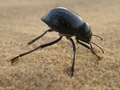 Que fait le scarabée de Namibie pour se désaltérer ?