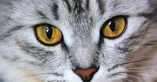 Les yeux des chats et des tigres sont-ils similaires ?