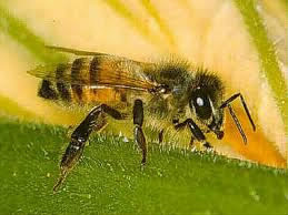 Que font les abeilles ?