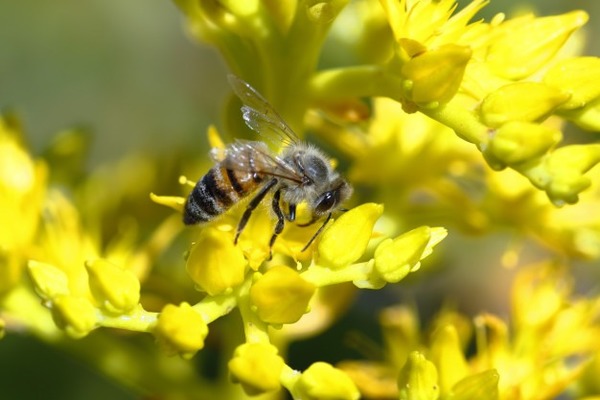 Quelle espèce d'abeille est probablement la plus connue en Europe ?